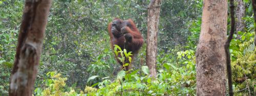 Orango Borneo