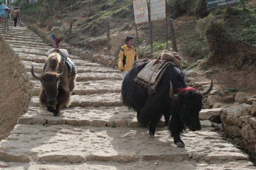 Nepal-20 